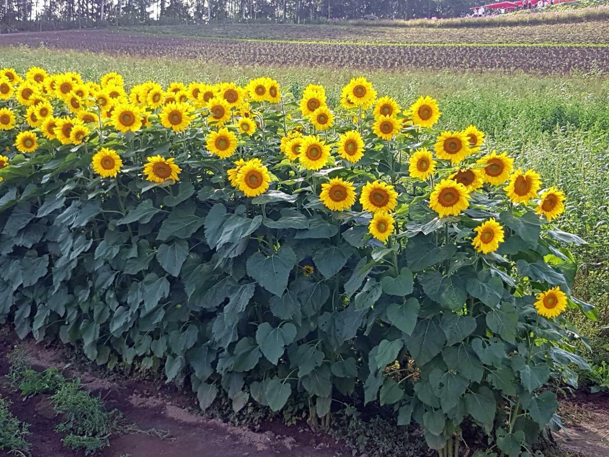 Furano B&B Eksteriør billede